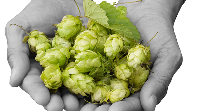 hands holding dry hopping