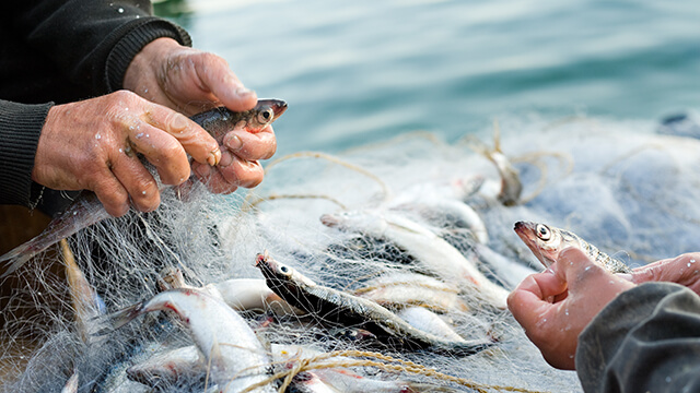 Fish heads in a bucket for fish processing