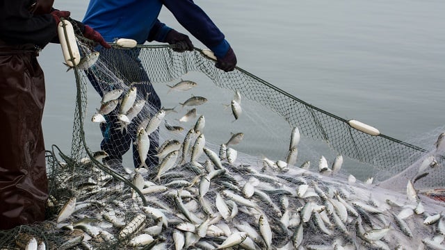 Catching a lot of fish 640x360