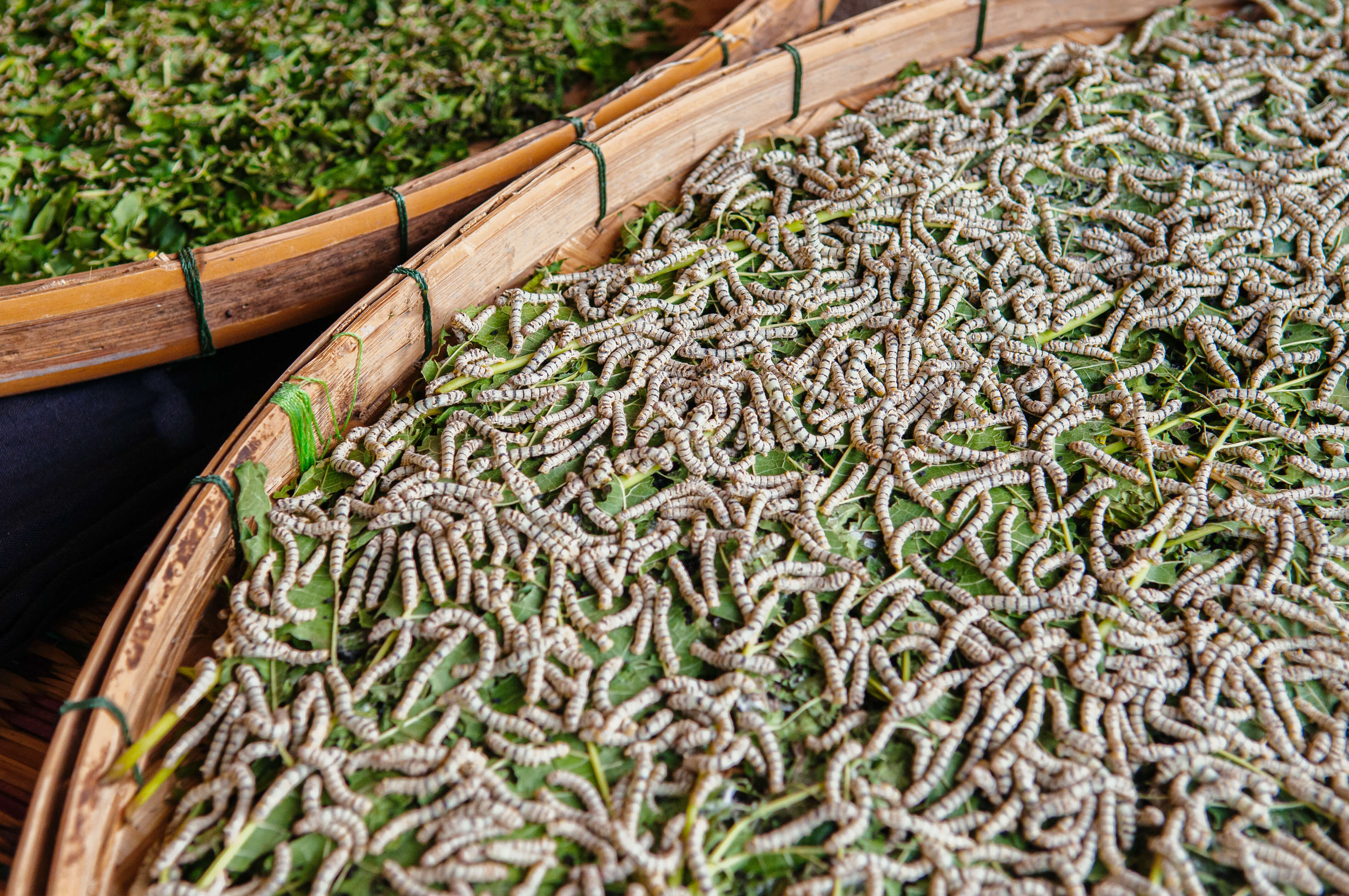 White living silkworm eating Mulberry leaves in bamboom tray