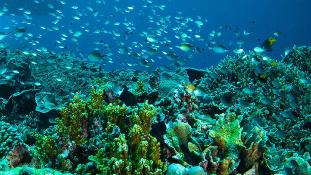 Ballast Water Treatment