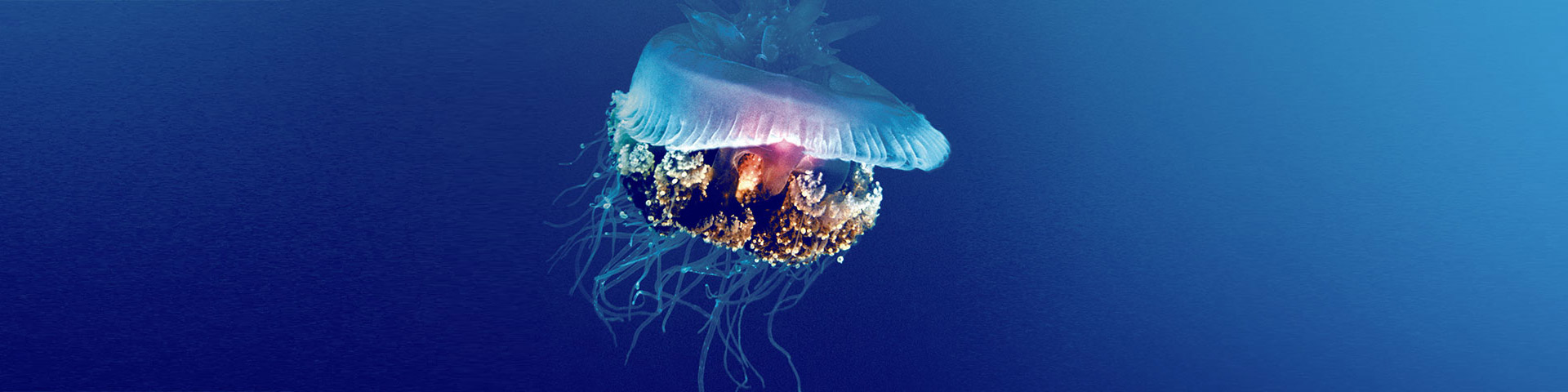 ComplianceV2 1920x480