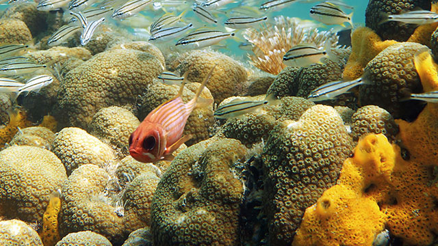 marine compliance fish640x360