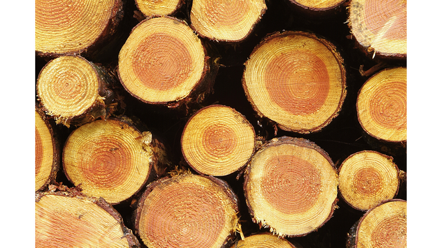 pulp production 640x360