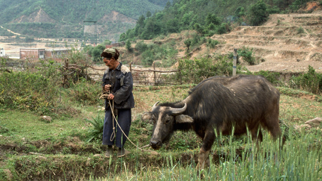 man walking with cow 640x360