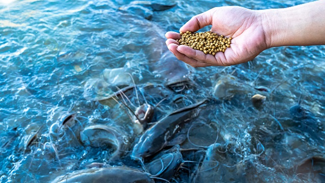 A man feeds a lot of big catfish in the pond by hand